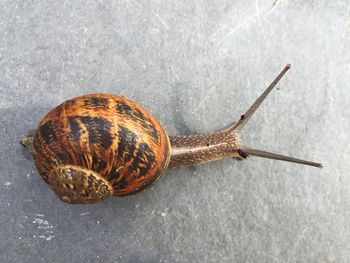 Close-up of snail