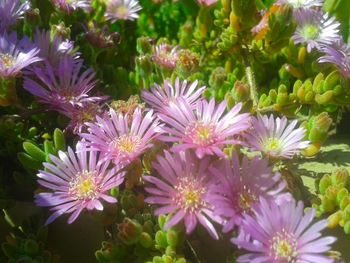 Close-up of purple flowers blooming outdoors