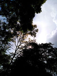 Low angle view of trees against sky