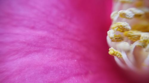 Full frame shot of pink flowering plant