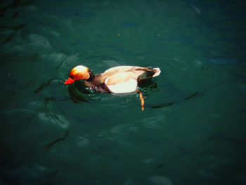 High angle view of ducks in sea