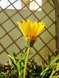 Close-up of yellow flower