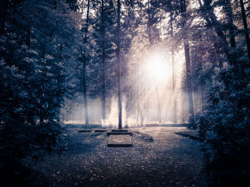 Trees in forest during winter