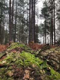 Trees growing in forest