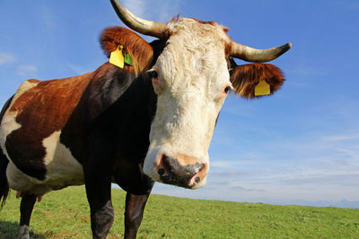 Cow standing in a field