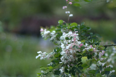 Close-up of flowering plant