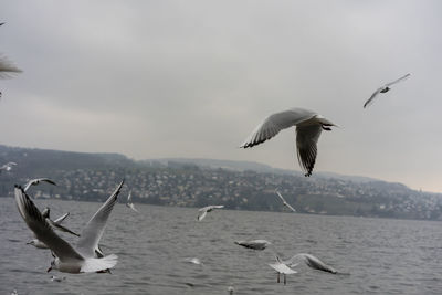 Seagulls flying over sea against sky