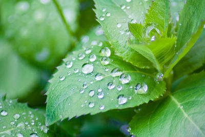 Close-up of water drops on leaves