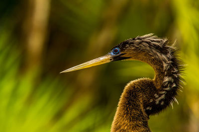 Close-up of a bird