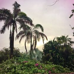 Palm trees against sky