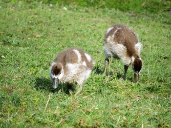 Sheep on field