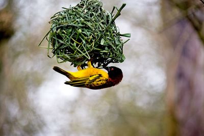 Village weaver. nest building