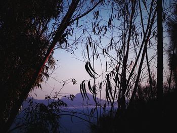 Silhouette of trees against sky at sunset