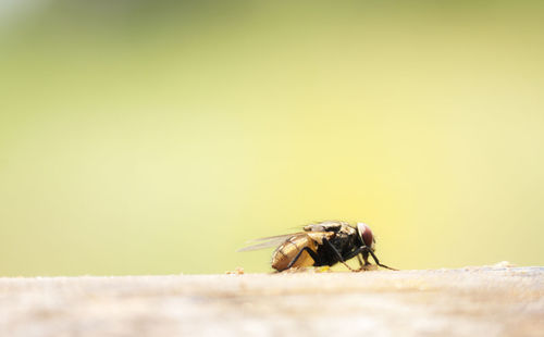 Close-up of bee