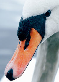 Close-up of swan