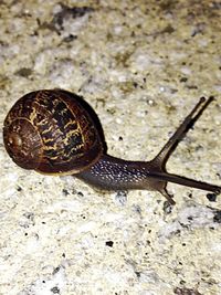 Close-up of snail