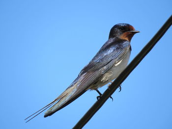 Low angle view of bird perching on branch against blue sky
