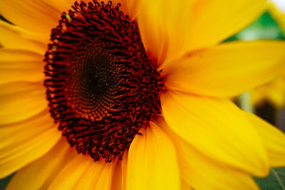 Close-up of sunflower