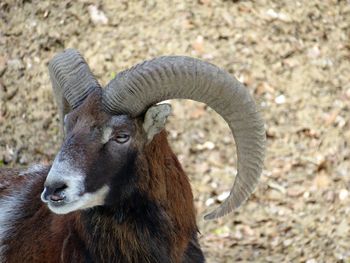 Close-up portrait of mouflon on field