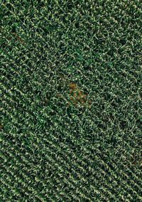 High angle view of plant on field