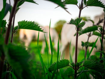 Close-up of fresh green leaves on field