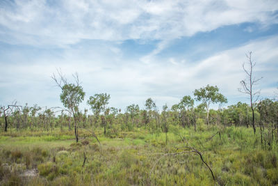 Trees on field against sky