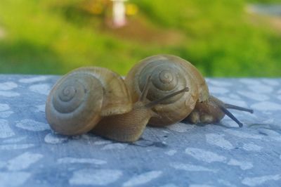 Close-up of snail