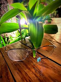 Close-up of leaves on table