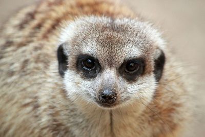 Close-up portrait of a meerkat