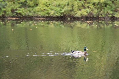 Ducks swimming in lake