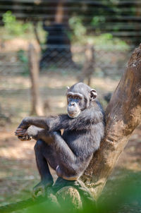 Close-up of monkey sitting on tree