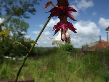 Close-up of red flowers blooming in field