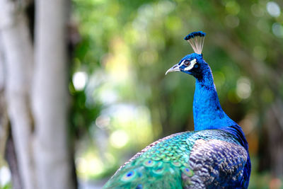 Close-up of peacock