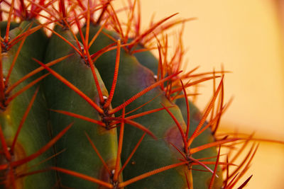 Close-up of succulent plant