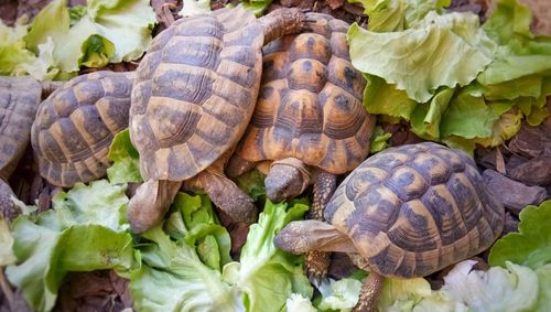 Close-up of turtle in zoo