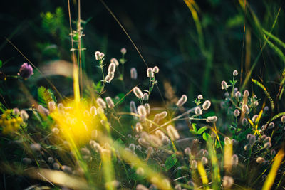 Close-up of yellow flowering plants on field
