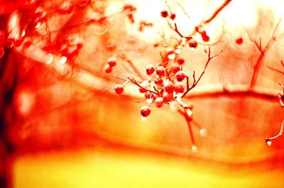 Full frame shot of orange with red leaves