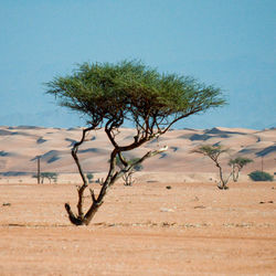 Tree on desert against sky