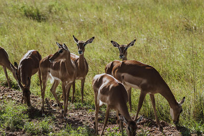 animal wildlife