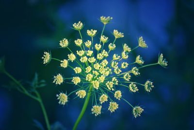 Close-up of yellow flowering plant