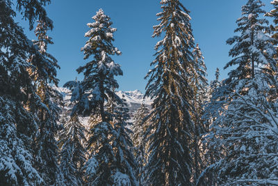 A picturesque shot of tall pine trees covered in snow in a forest in the french alps mountains