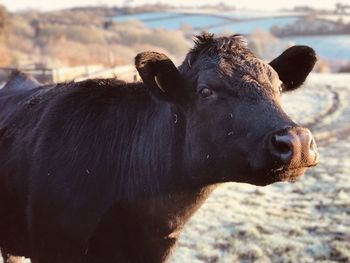 Brown bullock pointing his snout one frosty cornish morning.