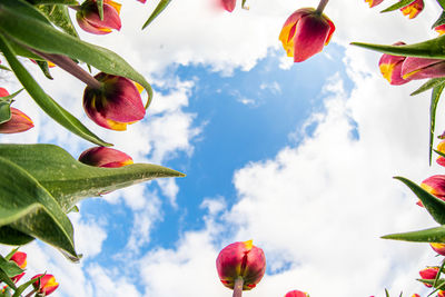 Low angle view of flowering plants against cloudy sky