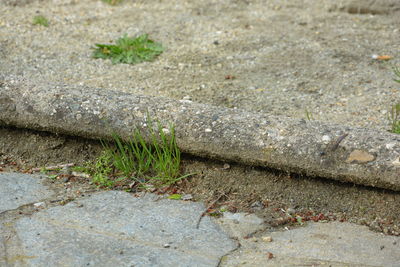 High angle view of plants