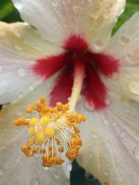Close-up of yellow flower
