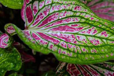 Close-up of pink flowers