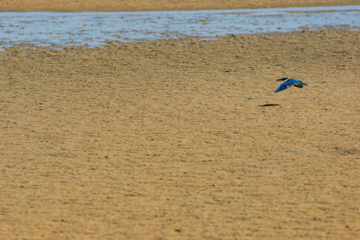 Close-up of bird flying over beach