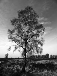 Tree on landscape against sky