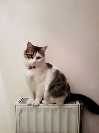 Cat on radiator against wall