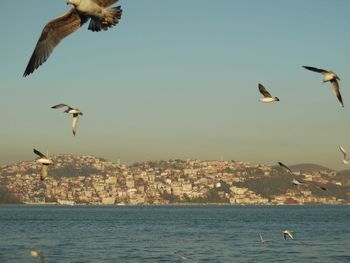 Seagulls flying over sea against clear sky